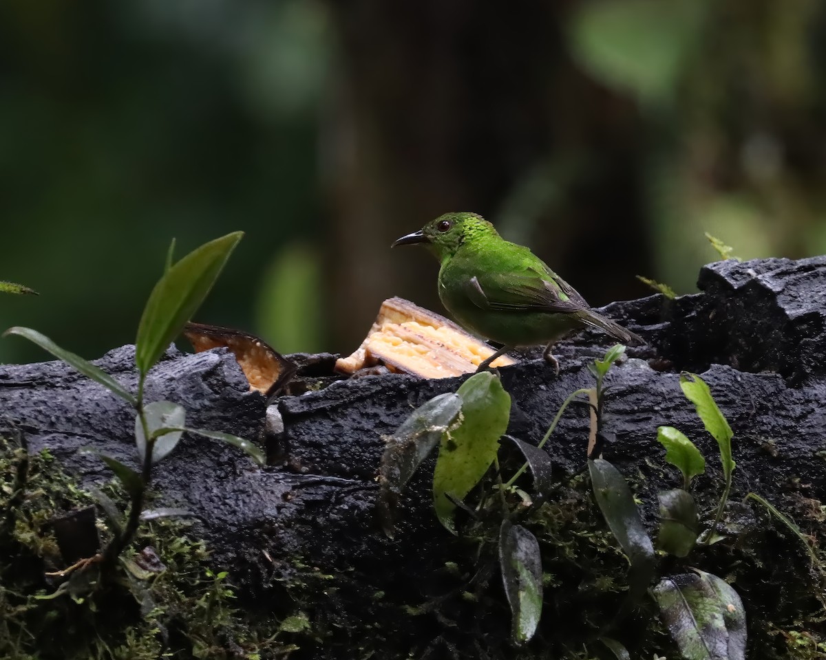 Малахитовый саи - ML651694043