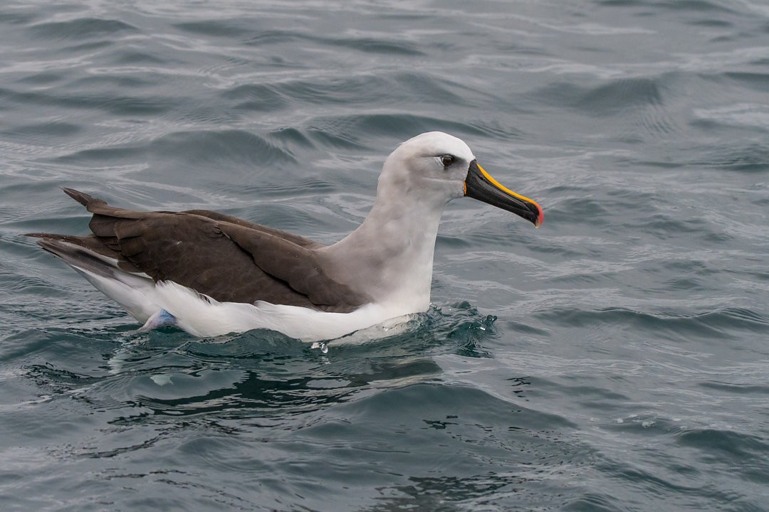 Atlantic Yellow-nosed Albatross - ML651694188