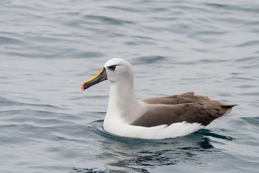 Atlantic Yellow-nosed Albatross - ML651694200
