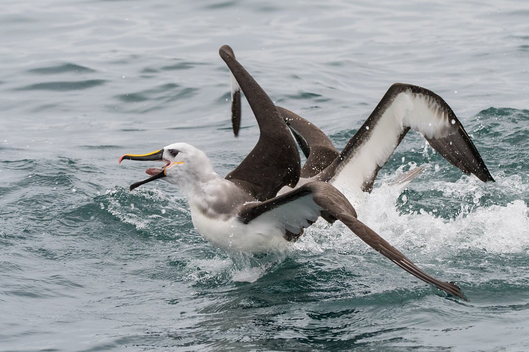 Atlantic Yellow-nosed Albatross - ML651694205