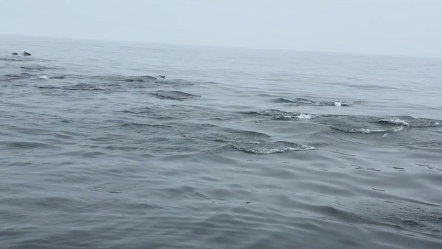 Дельфин-белобочка - ML651694309