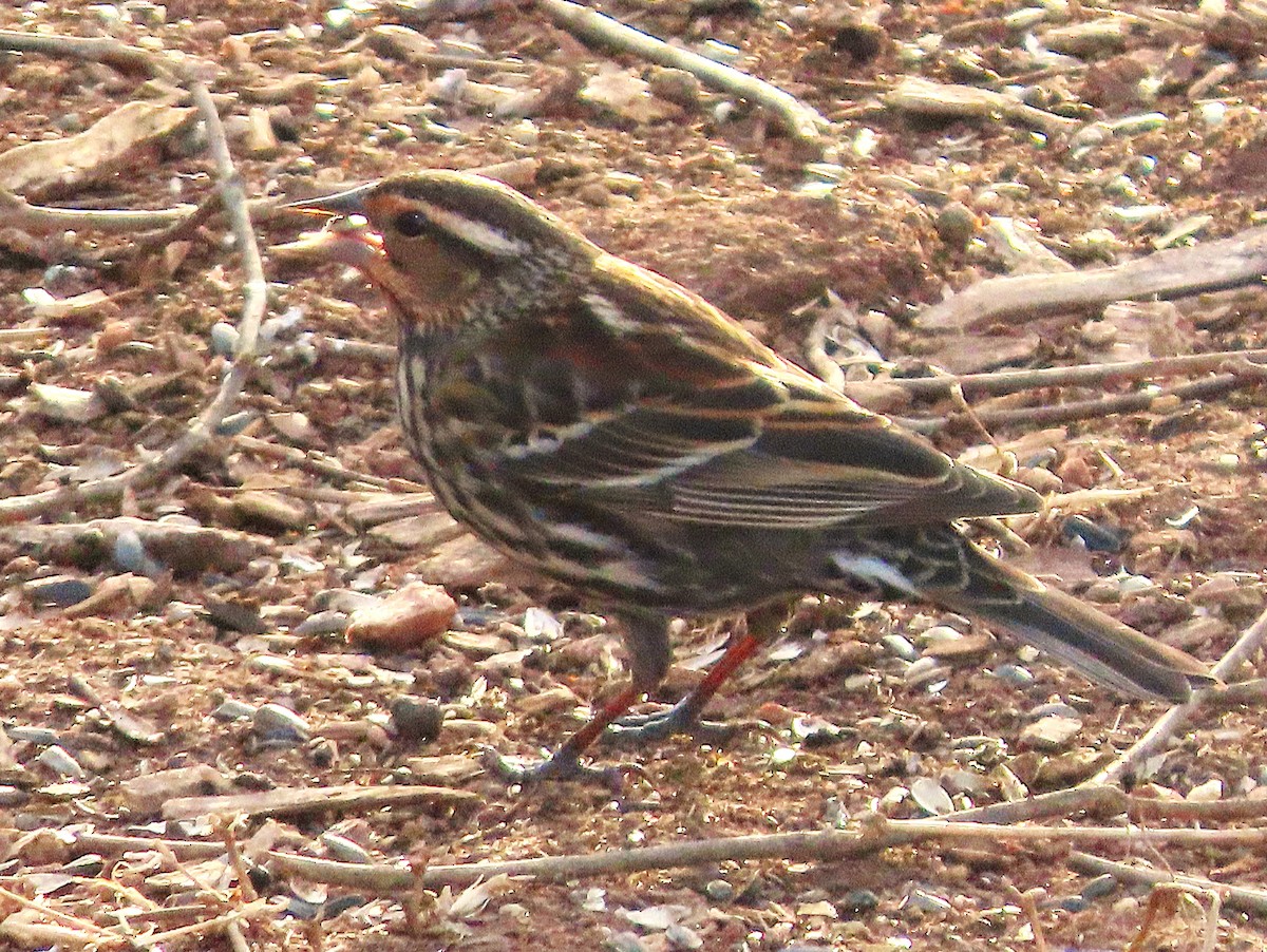 Red-winged Blackbird - ML651694631