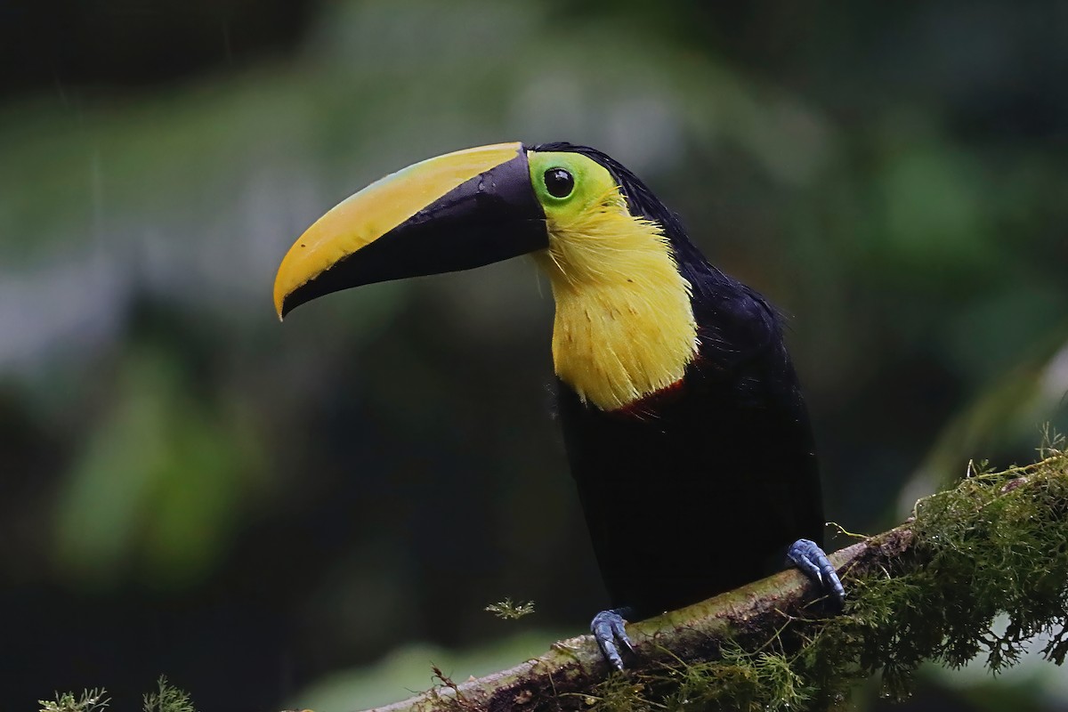 Чокский тукан - ML651694633