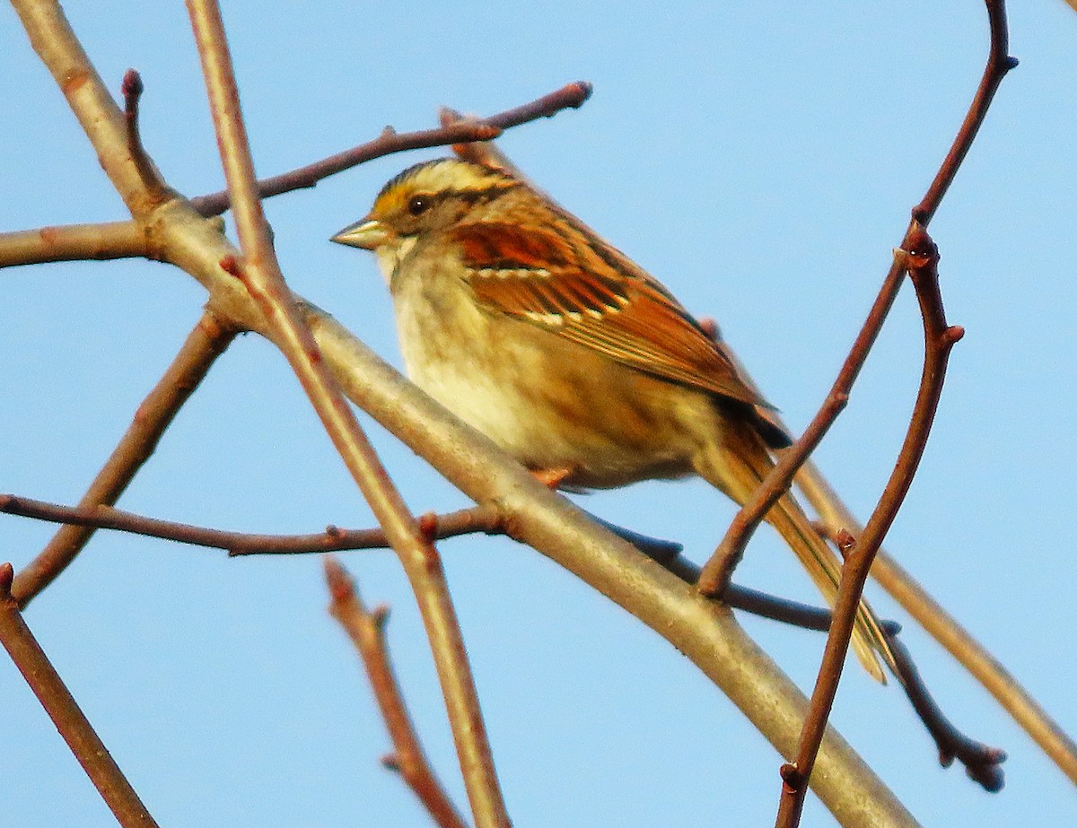 White-throated Sparrow - ML651694642