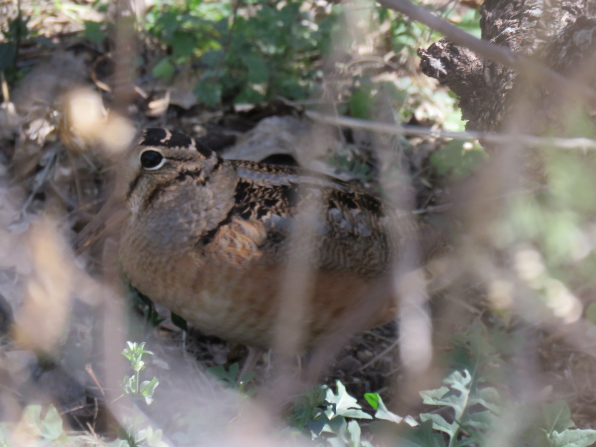 American Woodcock - ML651694799
