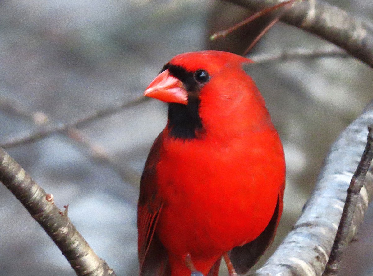 Kardinal arrunta - ML651694818