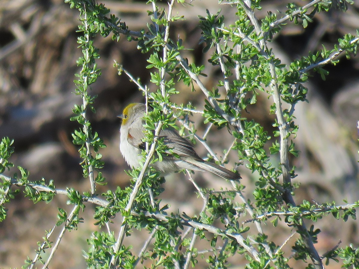 Verdin - ML651694887