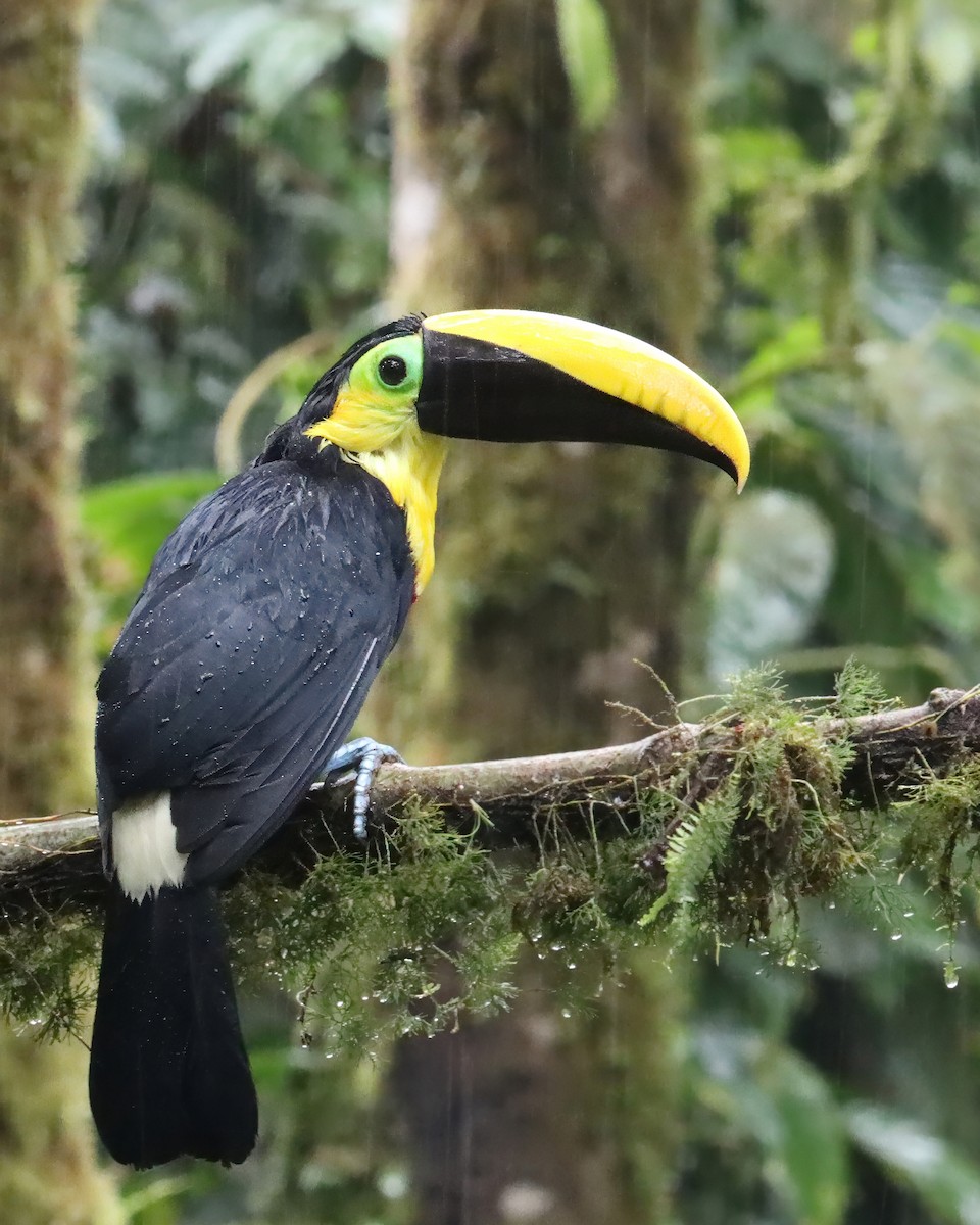 Чокский тукан - ML651695231