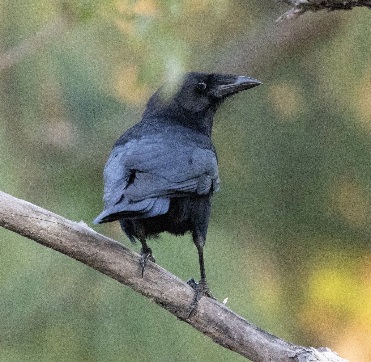 Hispaniolan Palm-Crow - ML651695269