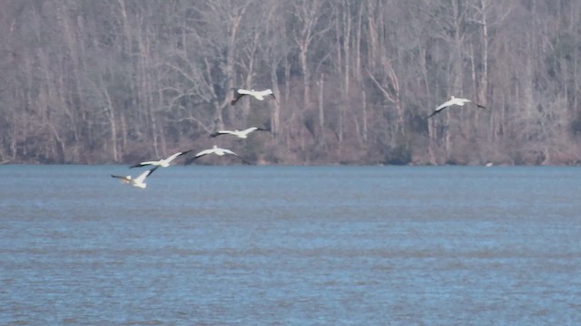 American White Pelican - ML651695500