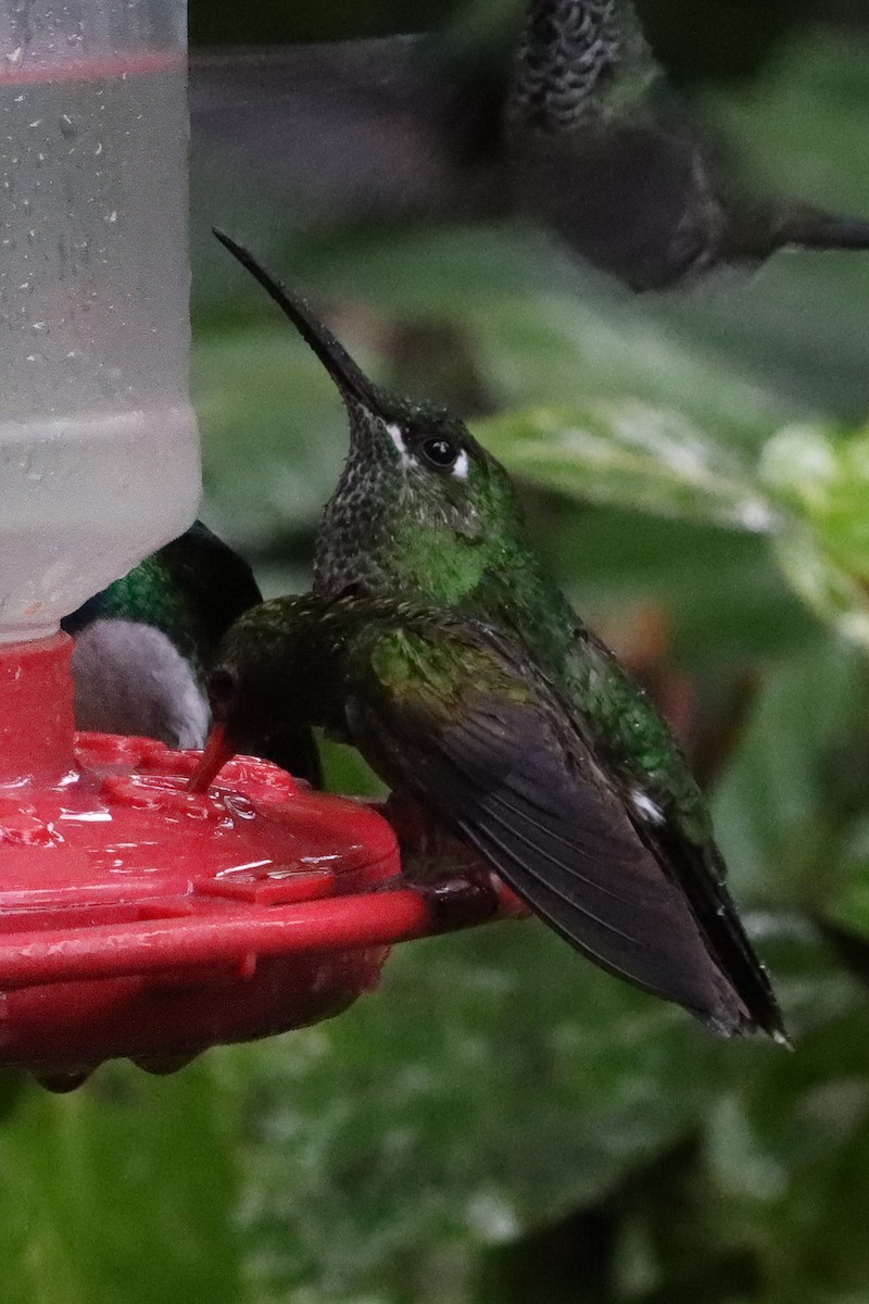 Синегрудый бриллиант - ML651695747