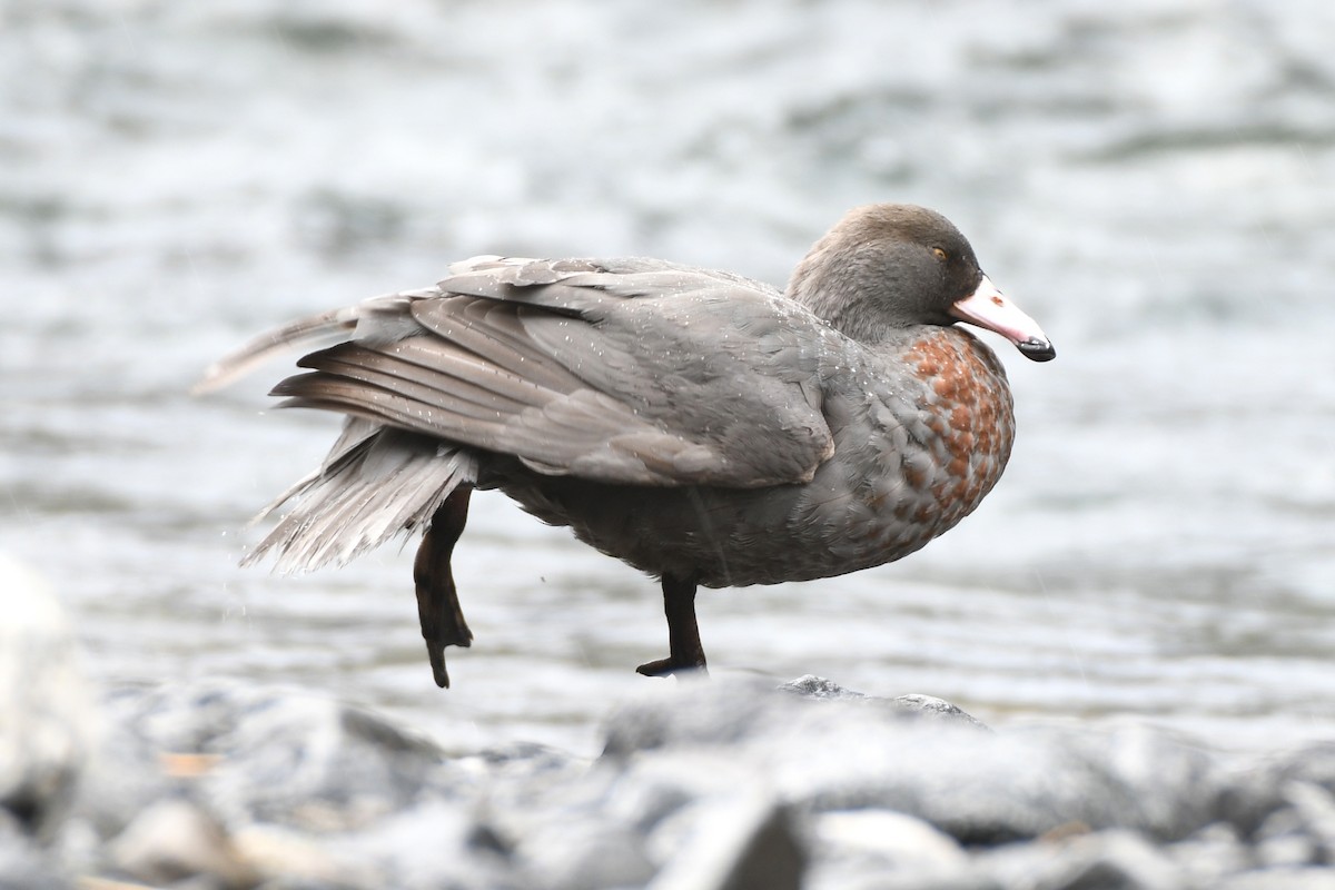 Качка новозеландська - ML651695757