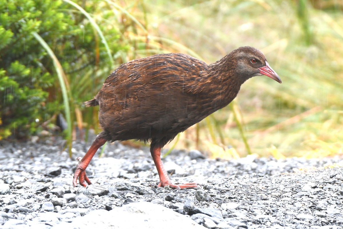 Уека - ML651695771