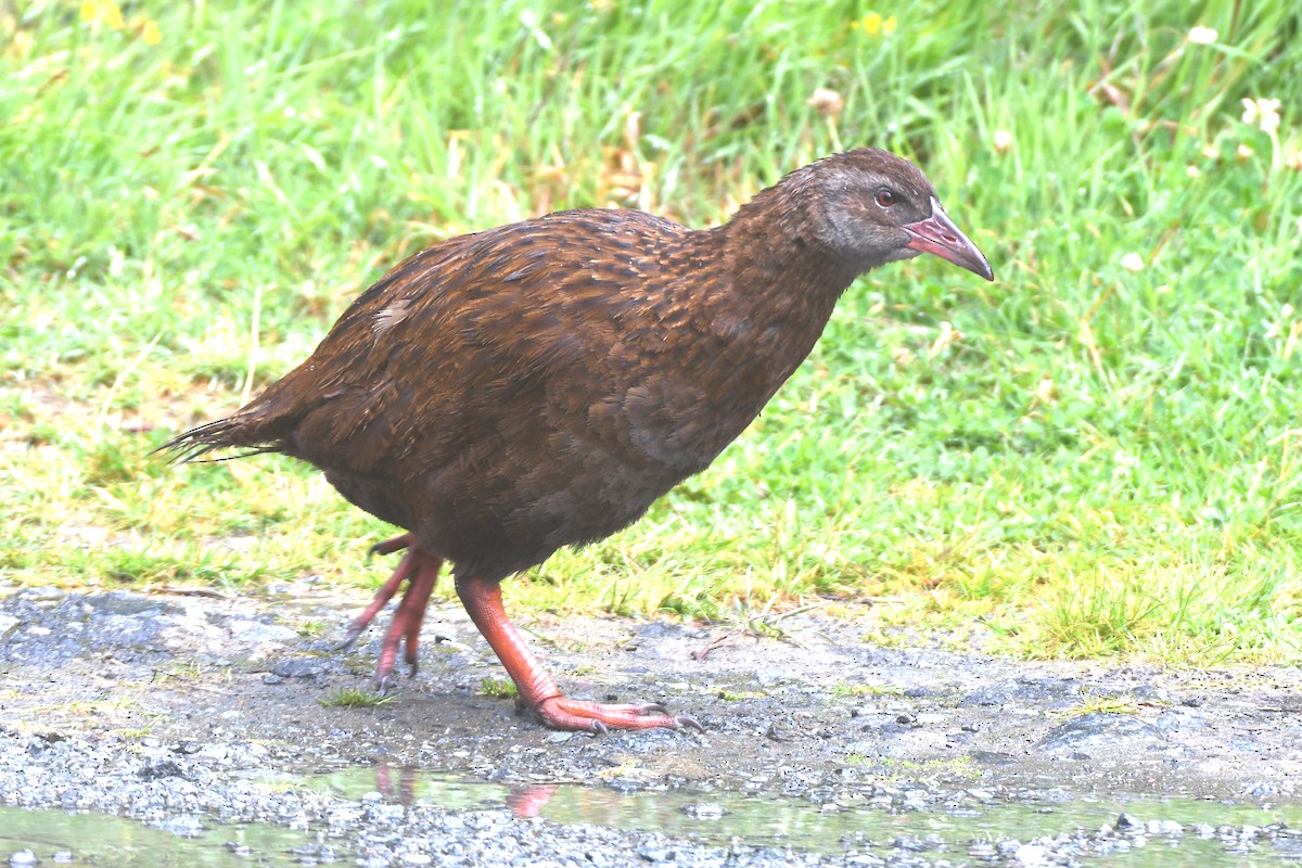 Weka - ML651695773