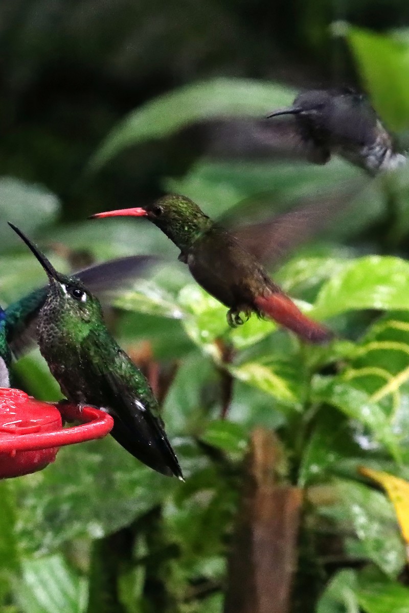 Рыжехвостая амазилия [группа tzacatl] - ML651696244