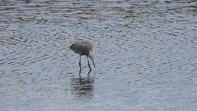 Reddish Egret - ML651696803