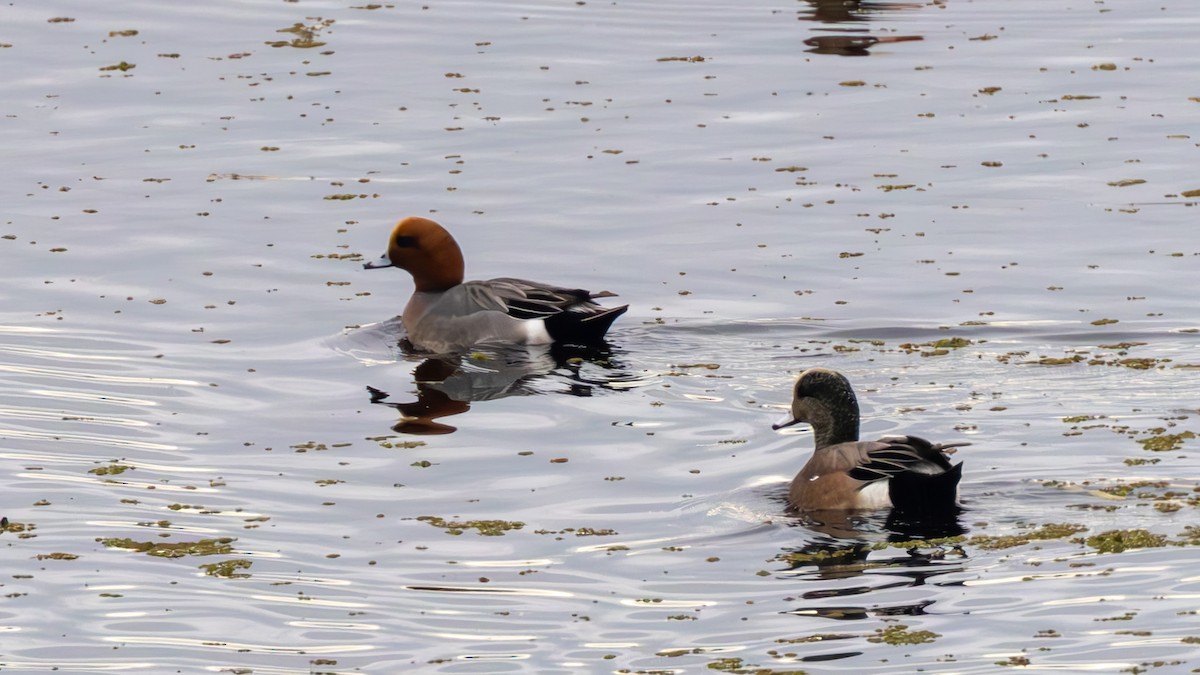 ヒドリガモ - ML651696963