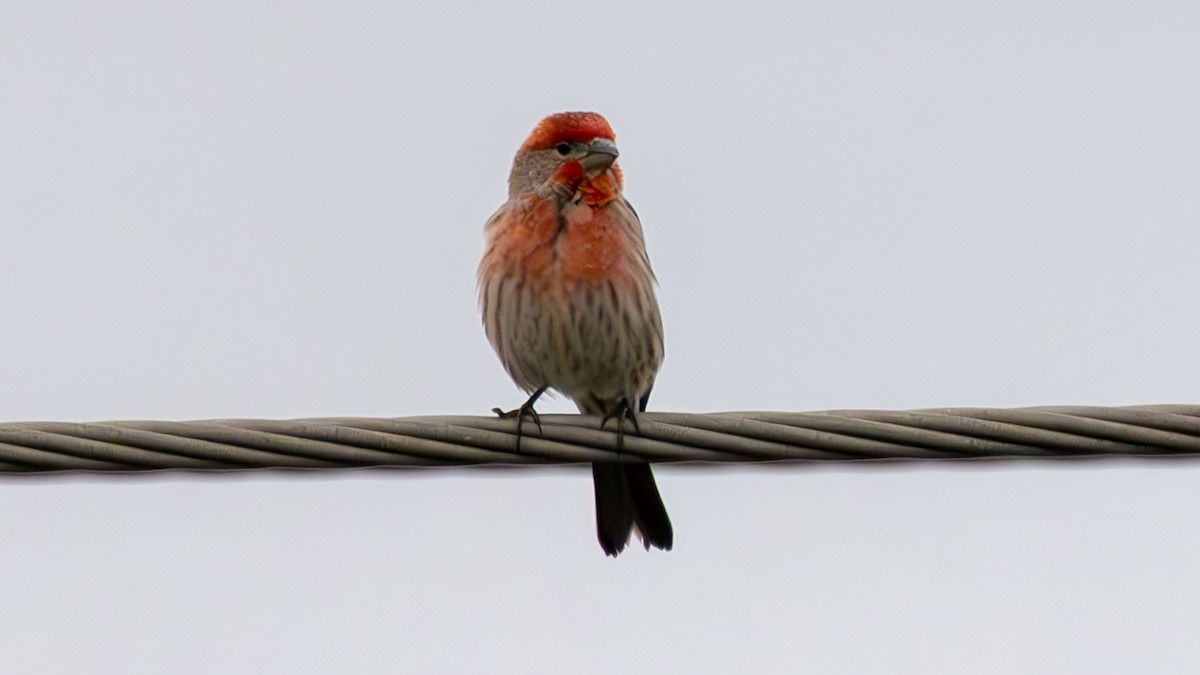 メキシコマシコ - ML651696978