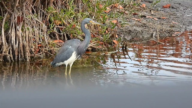 Tricolored Heron - ML651697275