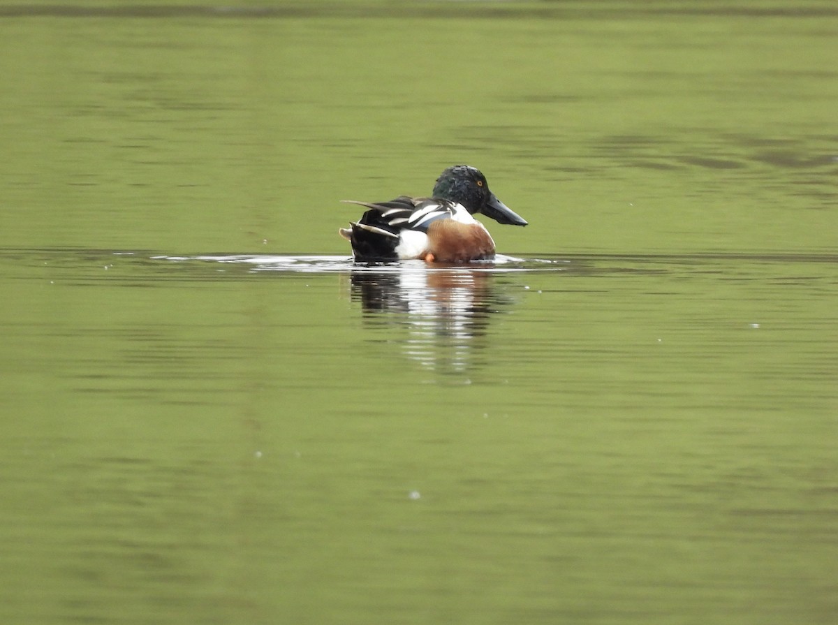 Northern Shoveler - ML651697624