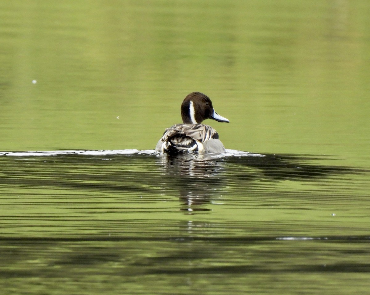 Northern Pintail - ML651697730