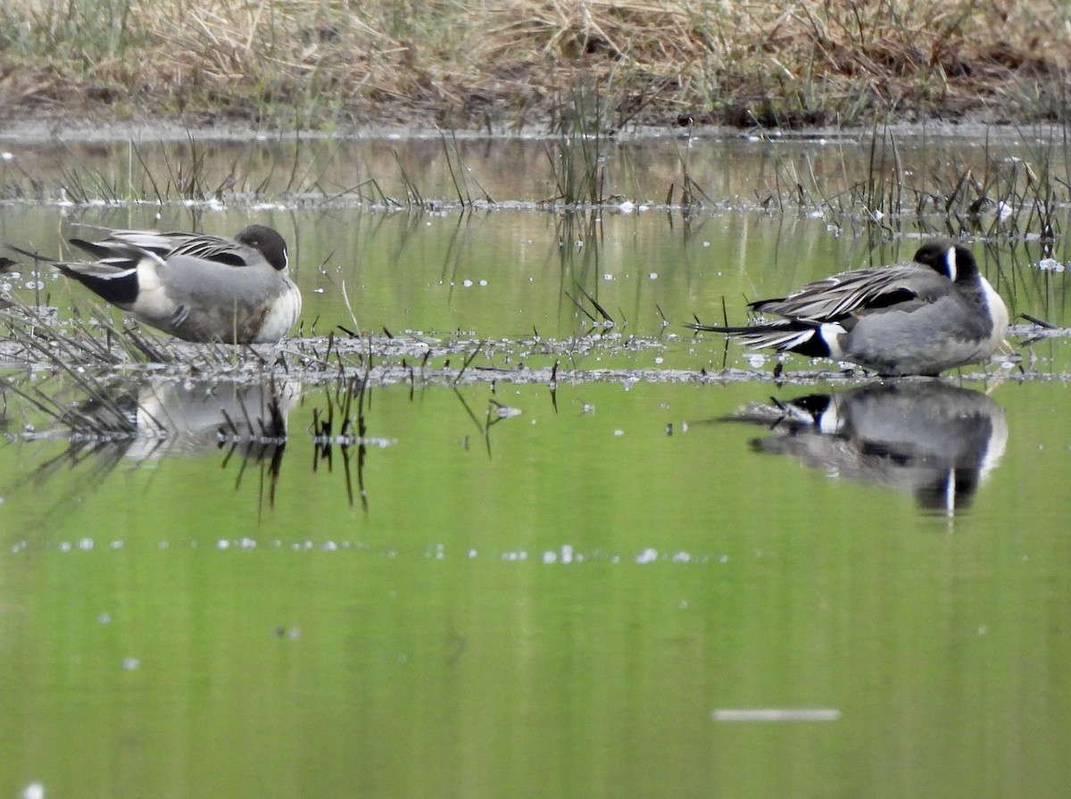 Northern Pintail - ML651697731