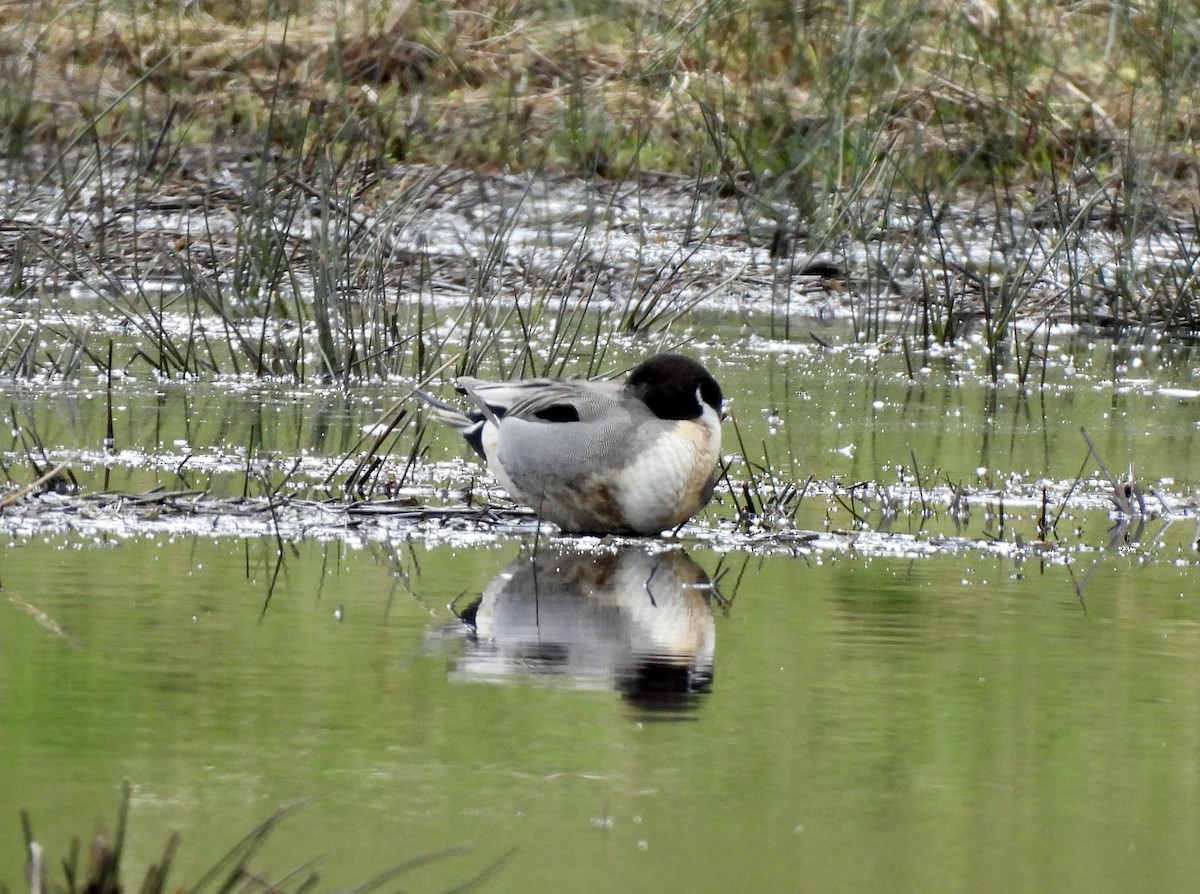 Northern Pintail - ML651697732