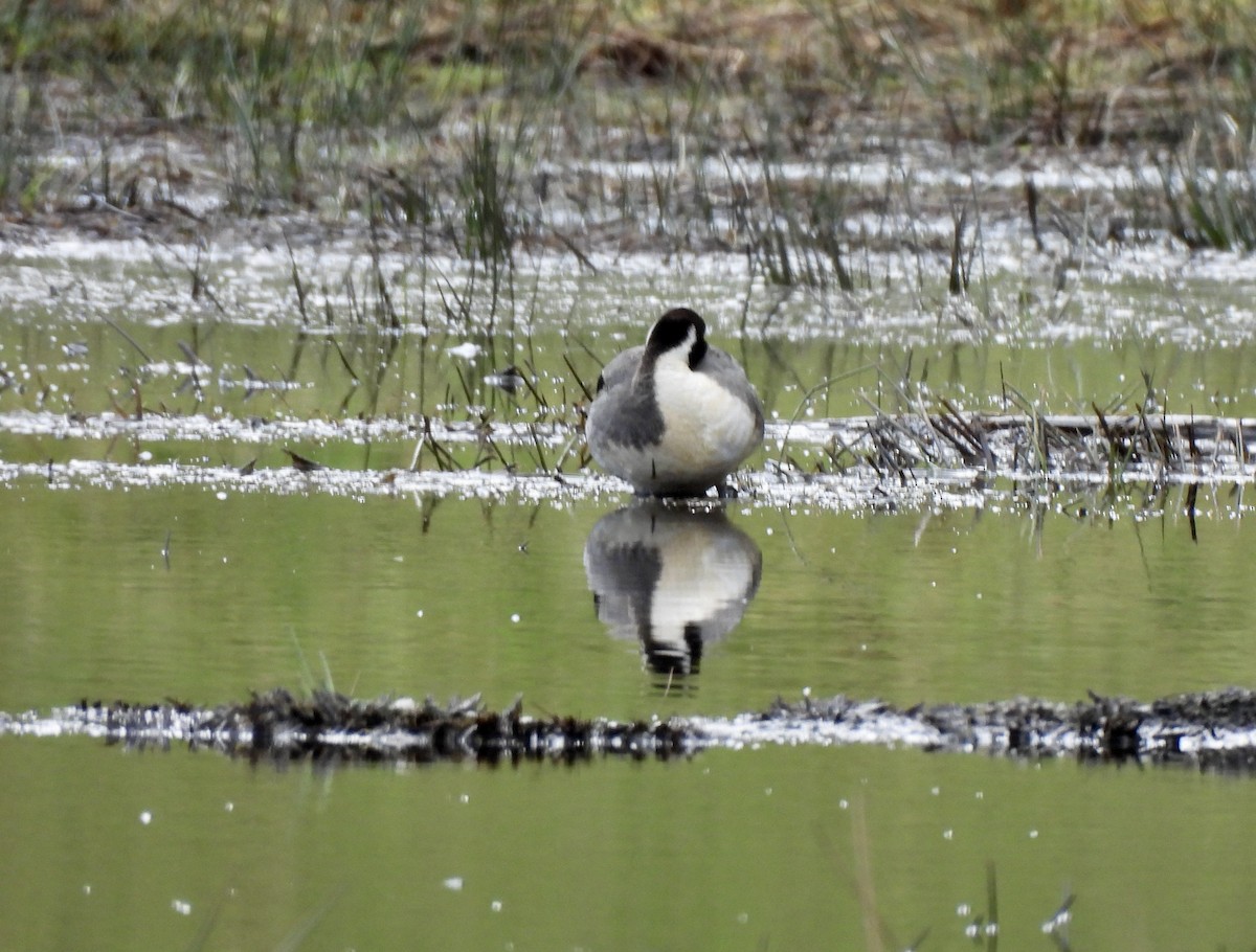 Northern Pintail - ML651697733