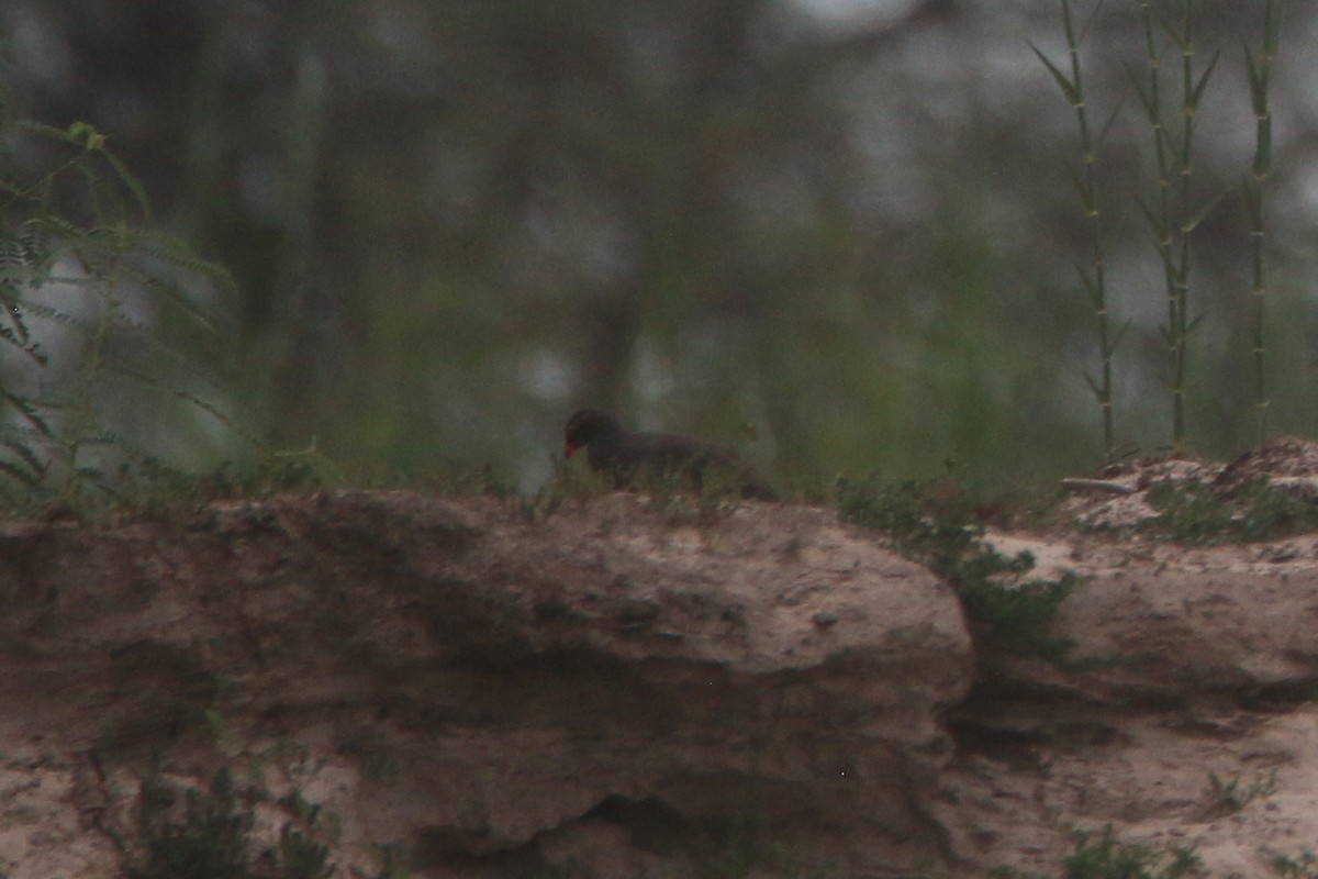 サザナミシャコ - ML651697794