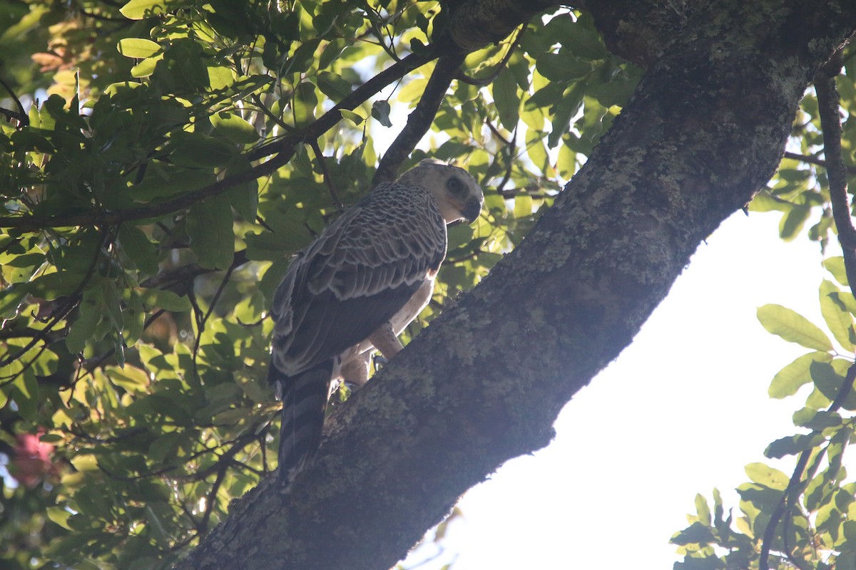 Crowned Eagle - ML651699002