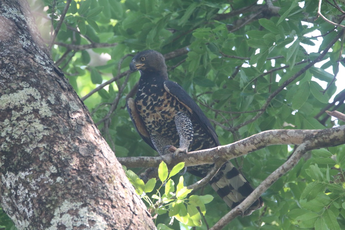 Crowned Eagle - ML651699003