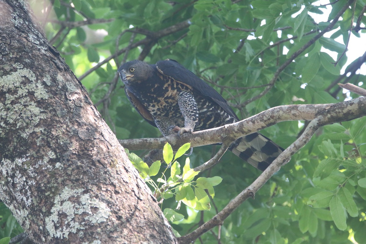Crowned Eagle - ML651699005