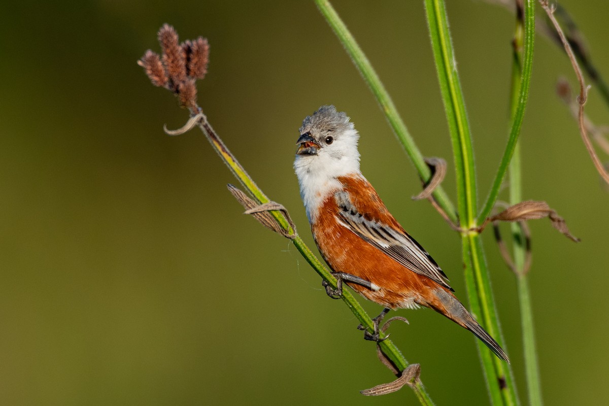 Болотный просяночник - ML651699069