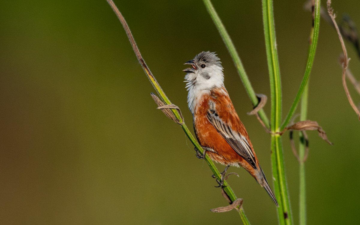 Болотный просяночник - ML651699072