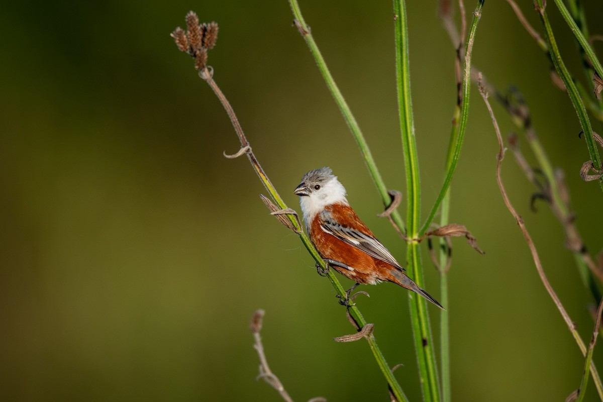 Болотный просяночник - ML651699074