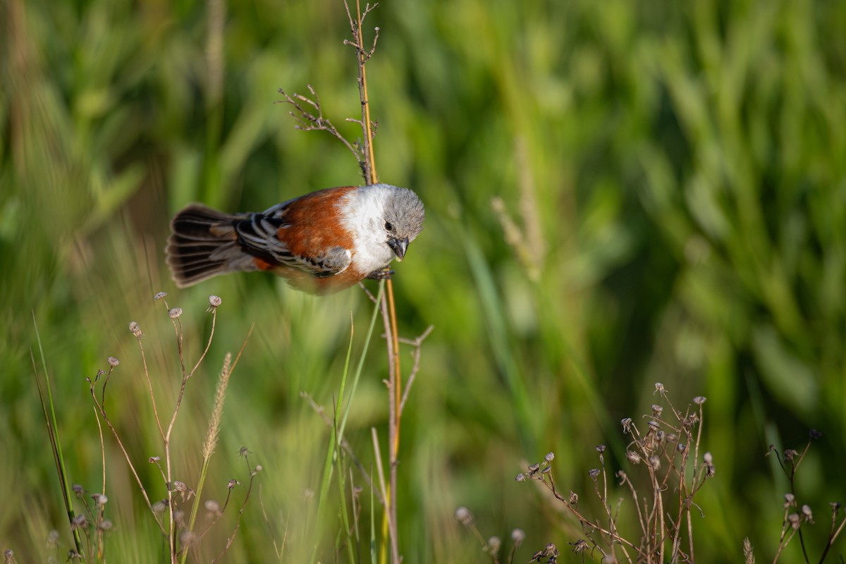 Болотный просяночник - ML651699075