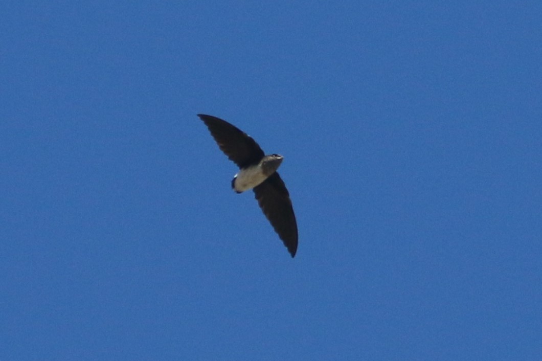 eBird Checklist - 10 Jul 2025 - Machile IBA - 6 species