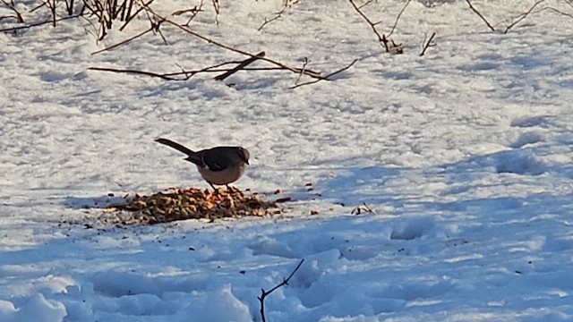 Northern Mockingbird - ML651699571