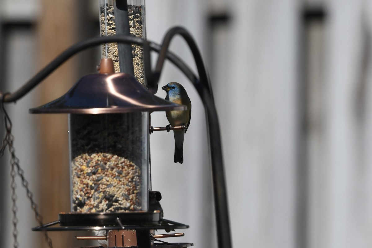 Lazuli Bunting - ML651700464