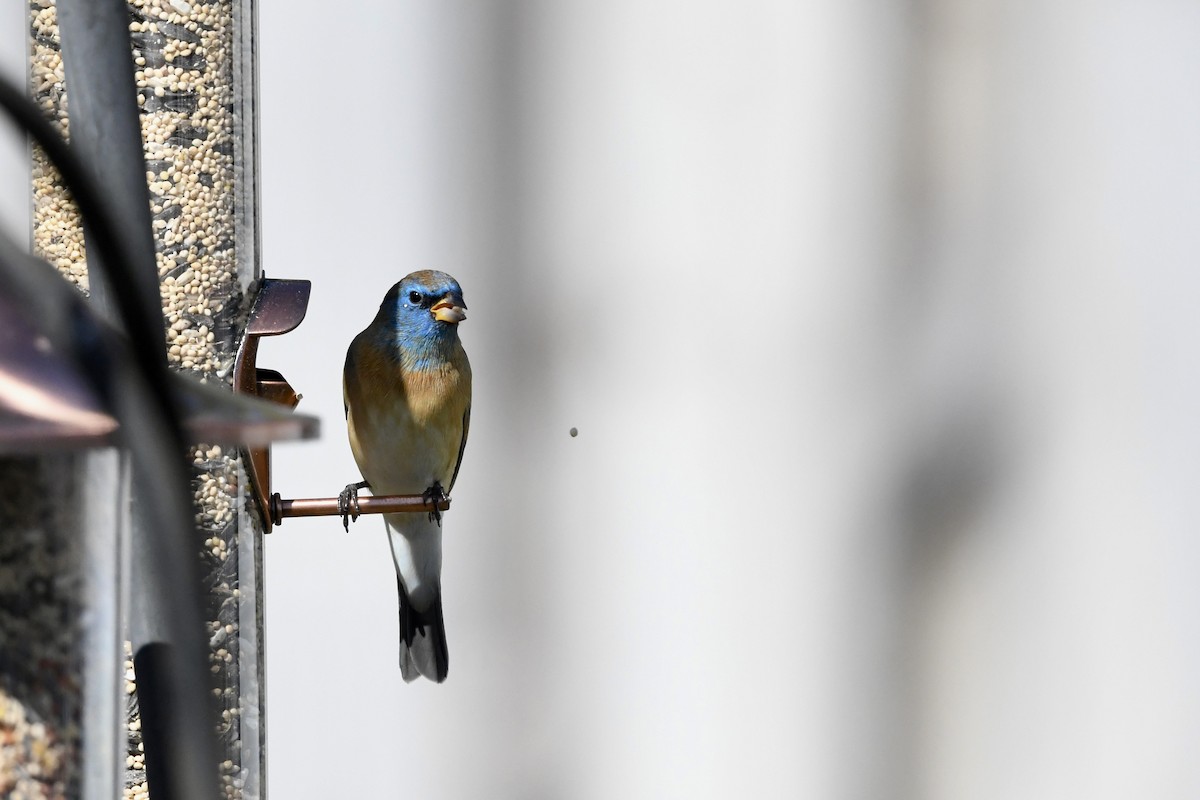 Lazuli Bunting - ML651700465