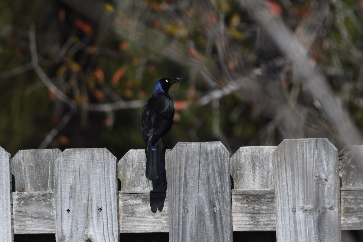 Common Grackle (Florida/Purple) - ML651700791