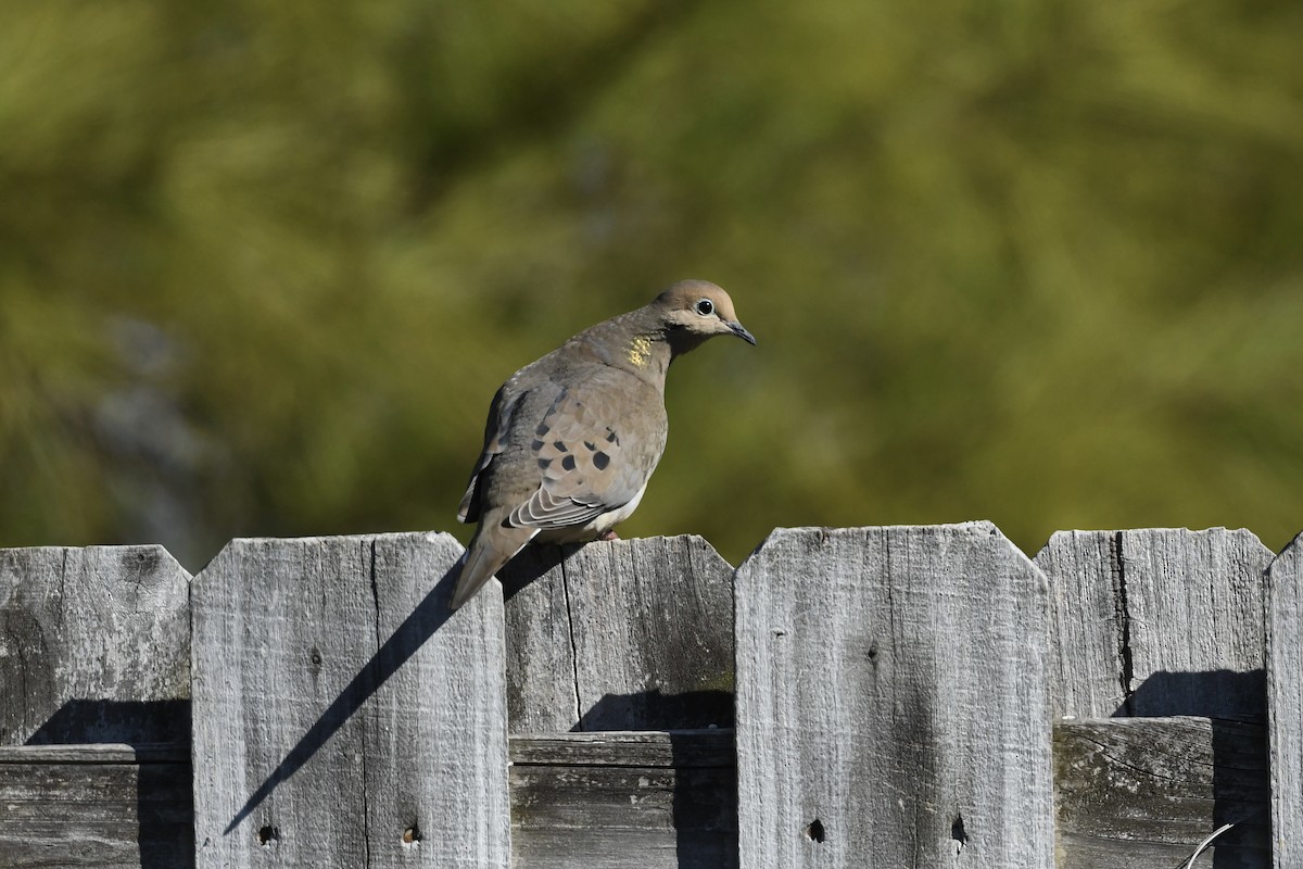 Mourning Dove - ML651700821