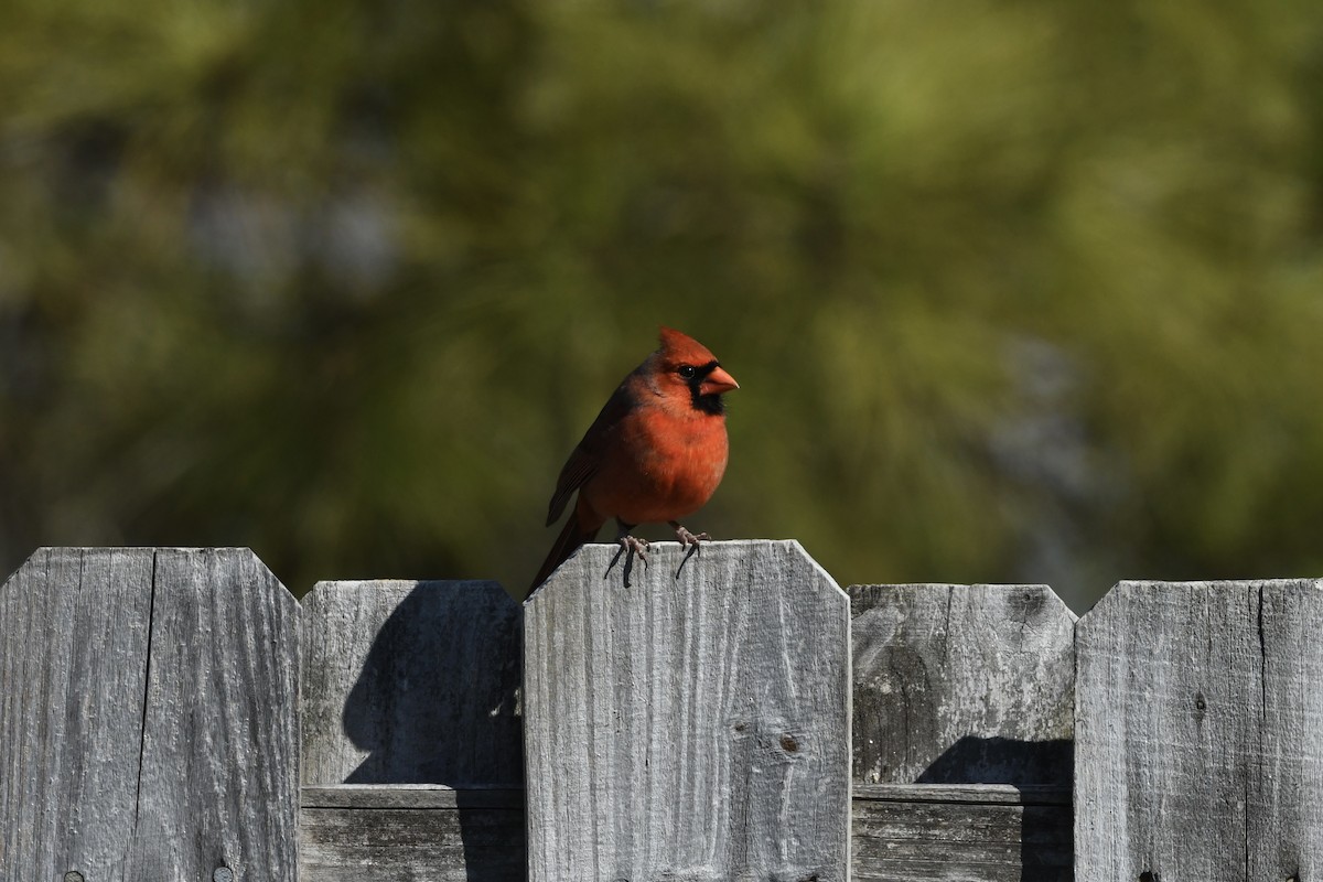 Northern Cardinal - ML651700828