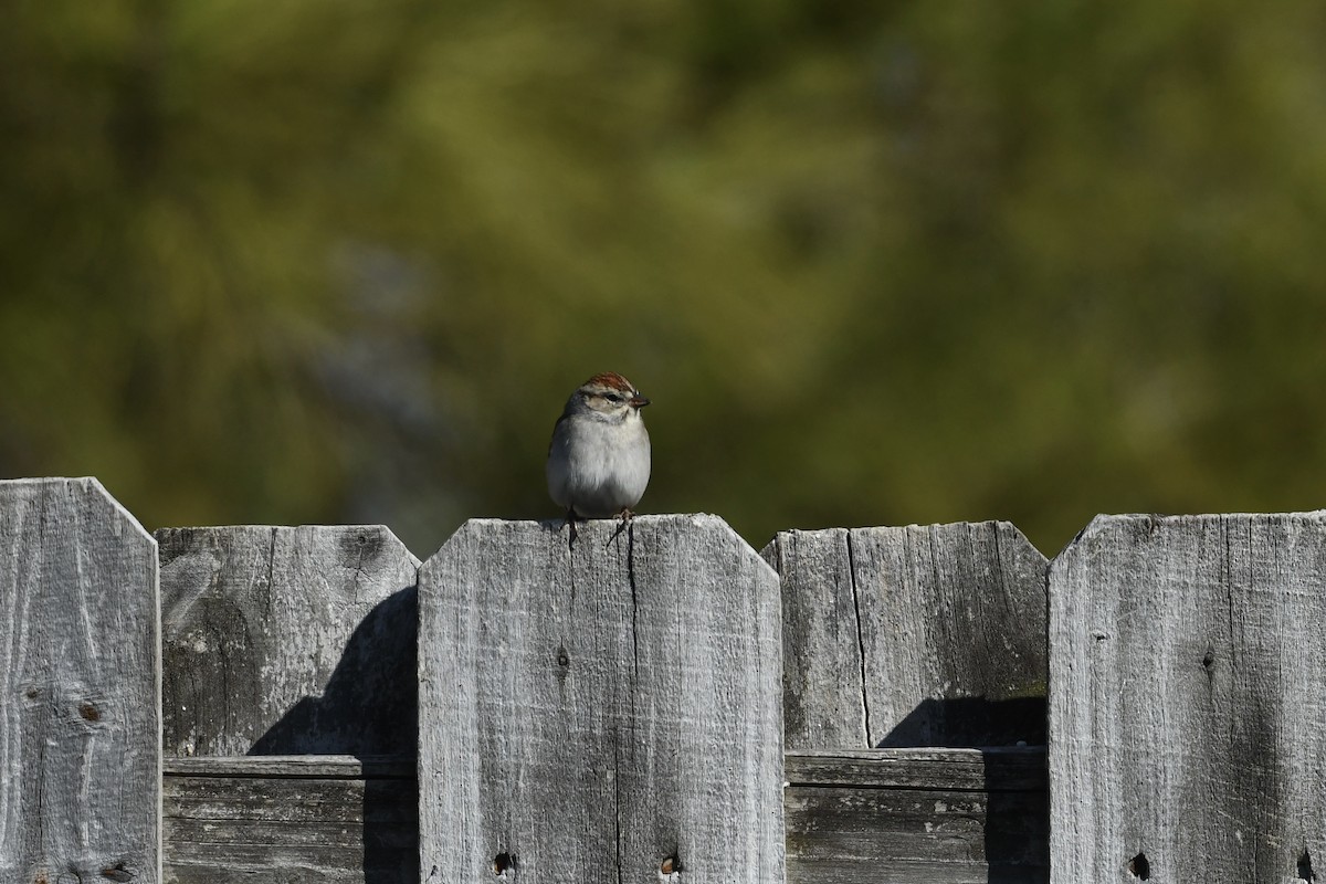 Chipping Sparrow - ML651700835