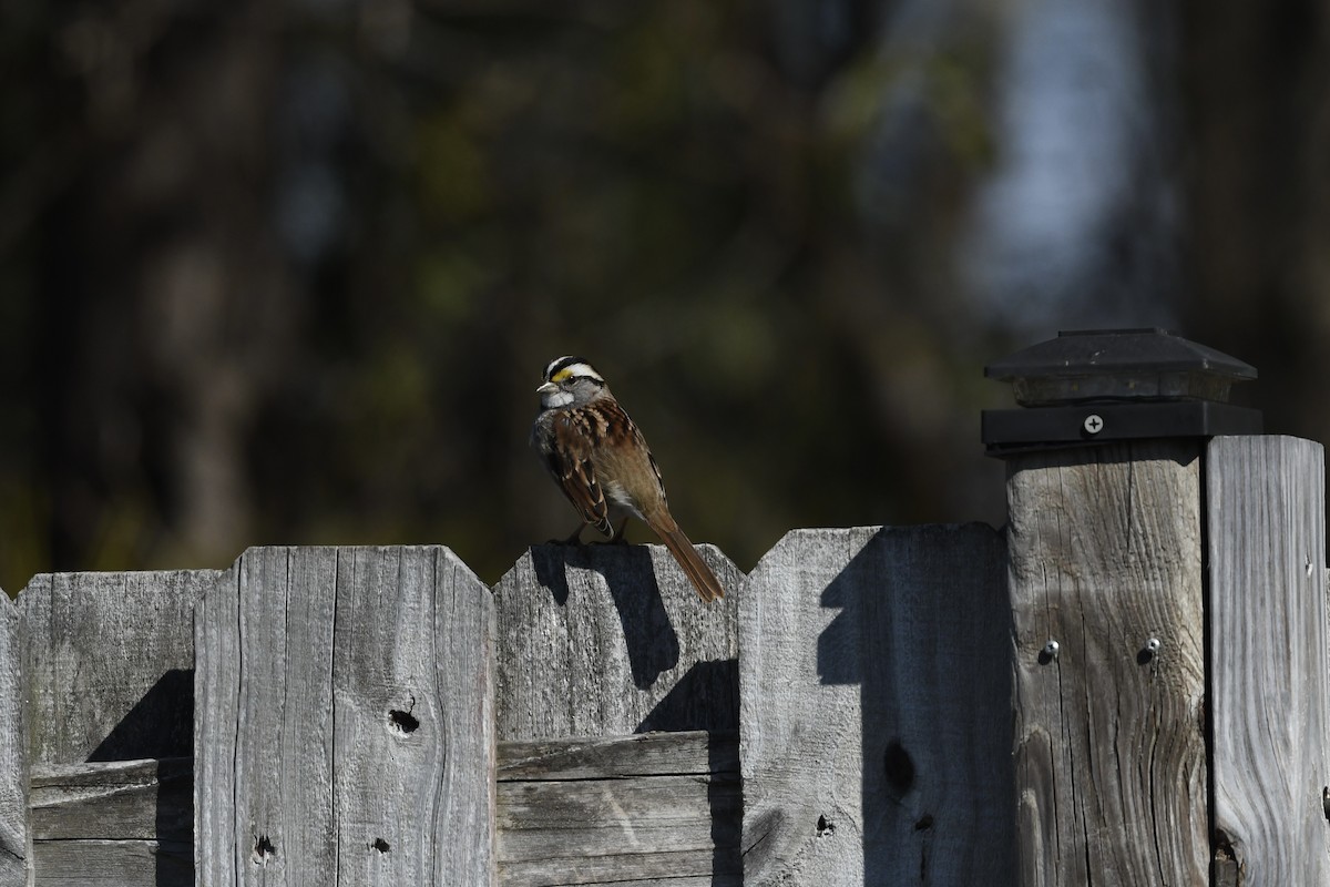 White-throated Sparrow - ML651700840