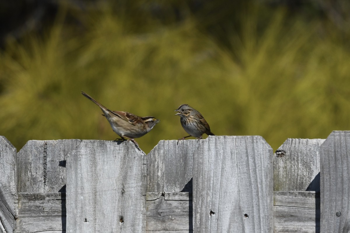 Lincoln's Sparrow - ML651700858