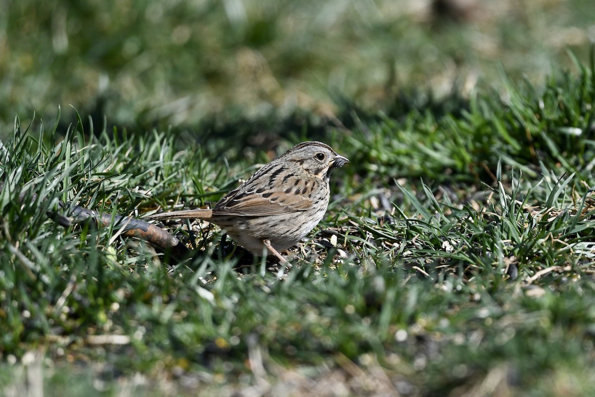 Lincoln's Sparrow - ML651700859