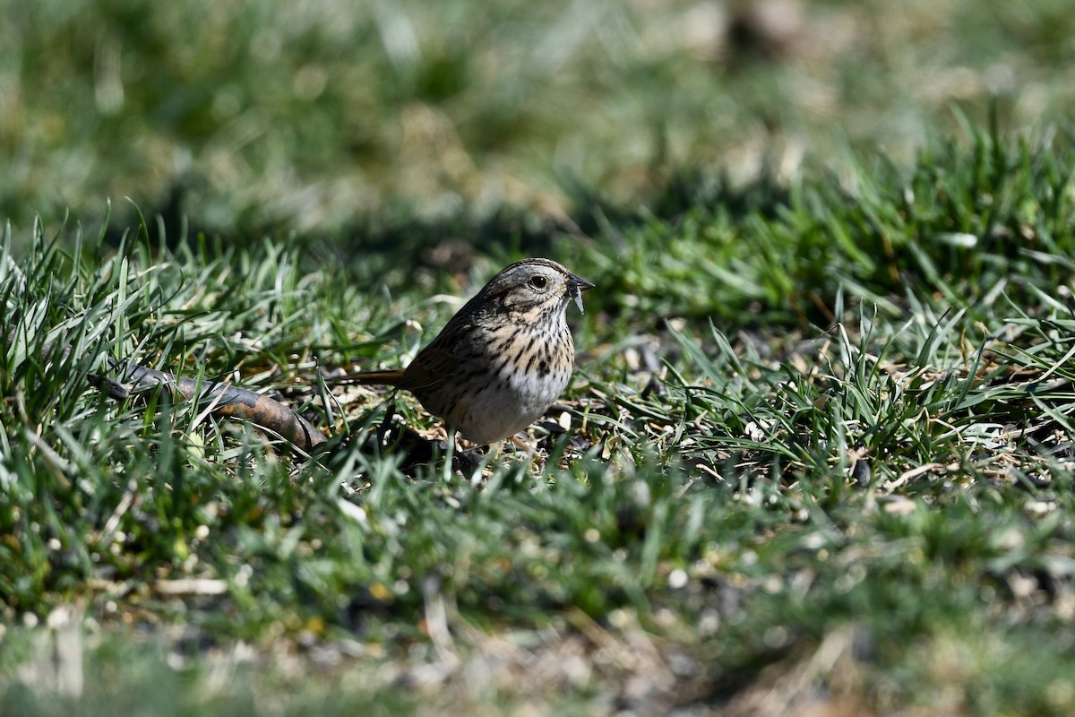 Lincoln's Sparrow - ML651700860