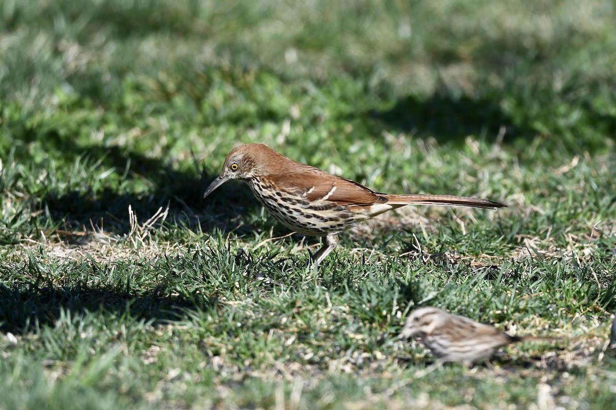 Brown Thrasher - ML651700871