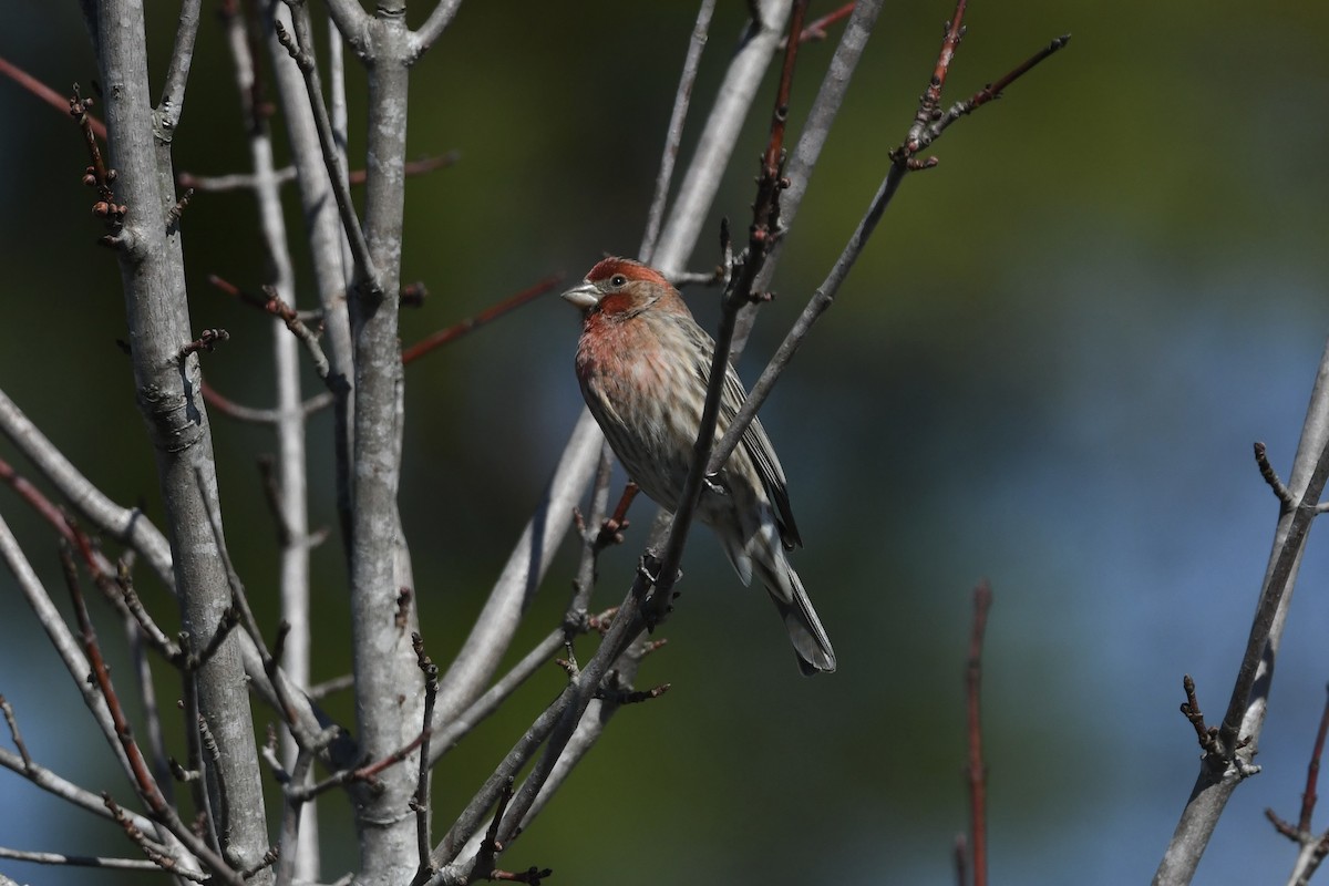 House Finch - ML651700878